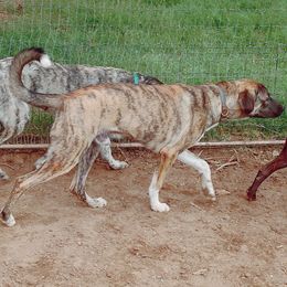 Kosmos - Anatolian Shepherd Dog puppy from SaddleCreek Shepherds