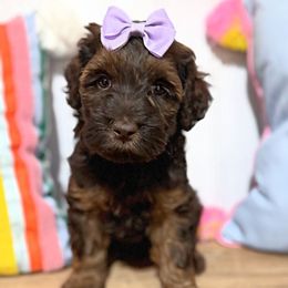 Lily - Chocolate female Australian Labradoodle puppy in Harrisonville, Missouri from Blessed Day Doodles