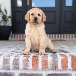 Labrador Retriever Puppies from BAK Forty Ranch