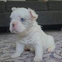 Draco Malfoy - White male French Bulldog puppy in Franklinton, North Carolina from Sweet Carolina Kennel
