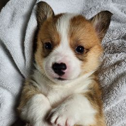 Spud - Sable Pembroke Welsh Corgi puppy in Wichita, Kansas from Low Rider Ranch