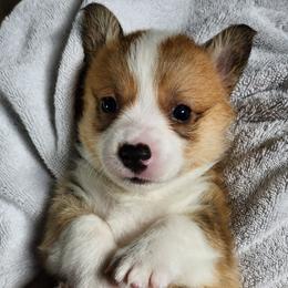 Spud - Sable Pembroke Welsh Corgi puppy in Wichita, Kansas from Low Rider Ranch