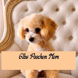 Lilly - Bichon Frise