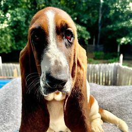 Ursula - Mahogany and white Basset Hound puppy in Cleveland, Tennessee from Smokey Mtn Bassets