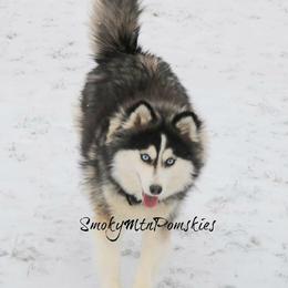 Caiti - Pomsky