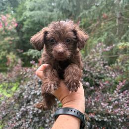 Brandy - Chocolate female Yorkipoo puppy in Henderson, North Carolina from Dorans Danes and Doodles