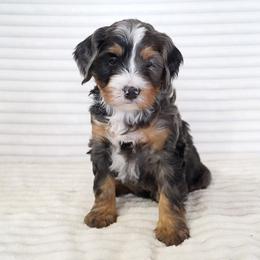 Cash - Merle male Bernedoodle puppy in Spencerville, Indiana from Gentle Giant Bernedoodles