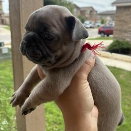 French Bulldog Puppies from Small Town Frenchies