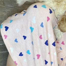 Australian Labradoodle Puppies from Kings Labradoodles