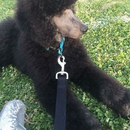 Poodle Puppies from Timber Hills Poodles and Doodles