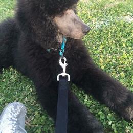 Poodle Puppies from Timber Hills Poodles and Doodles