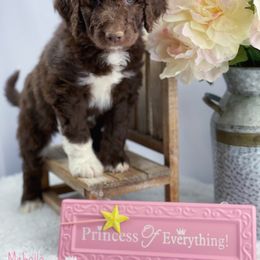 Aussiedoodle and Australian Shepherd Puppies from Dunroamin Farms Australian Shepherds and Aussiedoodles