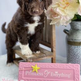 Aussiedoodle and Australian Shepherd Puppies from Dunroamin Farms Australian Shepherds and Aussiedoodles