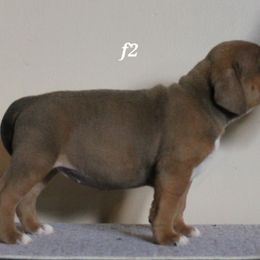American Bully Puppies from Haymaker Bully Camp