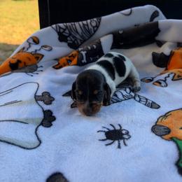 Delilah - Piebald female Dachshund puppy in Powell, Tennessee from Tall & Tiny TN k9s