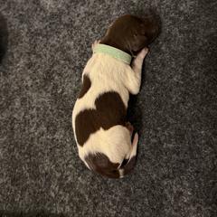 Fox - Liver roan female German Shorthaired Pointer puppy in San Tan Valley, Arizona from Upland Valley Kennels