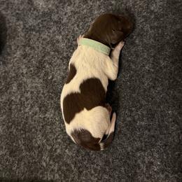 Fox - Liver roan female German Shorthaired Pointer puppy in San Tan Valley, Arizona from Upland Valley Kennels