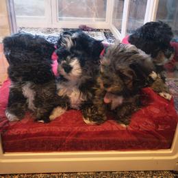 Havanese puppies from Puppies For A Purpose