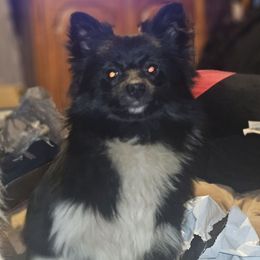 Hunnibunnies Po - Black male Pomeranian puppy in Cleveland, Ohio from Hunnibunnies