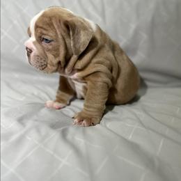 Yako - Lilac tri-color male Bulldog puppy in Cheshire, Connecticut from Absolut Bulldogs