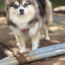 Penny - Pomsky