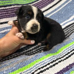 Boy 1 - Black tri male Miniature Australian Shepherd puppy in Mount Airy, Georgia from North Georgia Gems