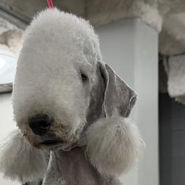 Bedlington Terriers from Little Starz Bedlington