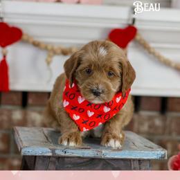 Beau - Red male Australian Labradoodle puppy in Redding, California from Shasta Royal Monroe Puppies