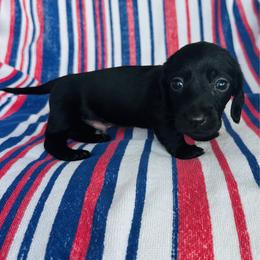 Boy 1 - Black male Dachshund puppy in Oklahoma from DRB Dachshunds