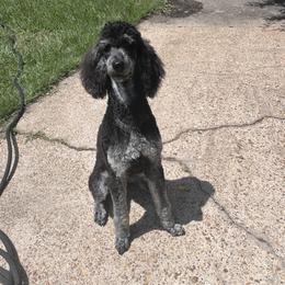 Ebby - Sable female Poodle puppy in Ocean Springs, Mississippi from Forever Summer Standard Poodles