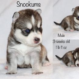 Snookums - Gray and white male Pomsky puppy in Denham Springs, Louisiana from Bayouland Pomskies