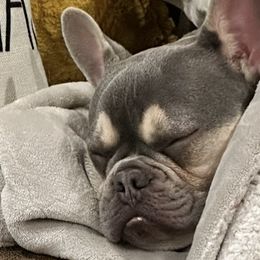 Boston Terriers and French Bulldogs from Absolutely Boston Terriers and French Bulldogs