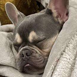 Boston Terriers and French Bulldogs from Absolutely Boston Terriers and French Bulldogs