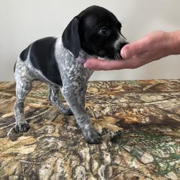 German Shorthaired Pointer Puppies from Jessica Johnson