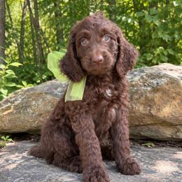 Earl Grey - Liver and white male Springerdoodle puppy in Lisbon, Ohio from Willow Lane Doodles
