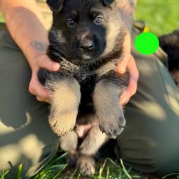 Gwyrdh Marghek-Neon Green - Black and tan male German Shepherd puppy in Medical Lake, Washington from Nine Realms German Shepherds