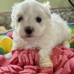 Sugar - White female Maltese puppy in Colonial Beach, Virginia from BeachRidge Pups