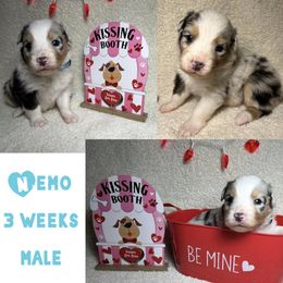 Australian Shepherd Puppies from Kayla's Aussies