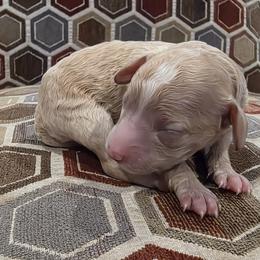 Snickerdoodle - Cream female Cavapoo puppy in Jarrell, Texas from Grapeshot Poodles & Doodles