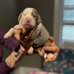 PUDDING - Fawn and white female Sheepadoodle puppy in Riverside, California from Downtown Doodles & Frenchies
