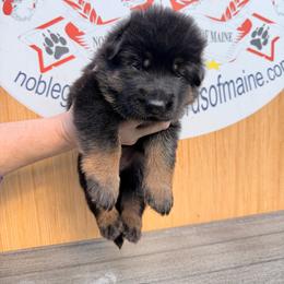 Blk-tan  female 3 - Black and tan female German Shepherd puppy in Hollis Center, Maine from Noble German Shepherds of Maine
