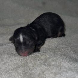 Storm - Black and gold female Yorkshire Terrier puppy in Houston, Texas from Little things