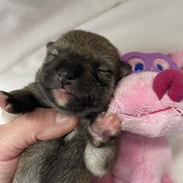 Girl one - Red female Shiba Inu puppy in Milton, Florida from Moonlight Shibas
