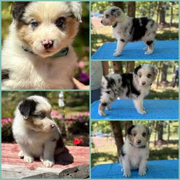 Blue Merle male 1 - Blue merle male Australian Shepherd puppy in Castle Rock, Washington from Zoolo Kennels “HOF”
