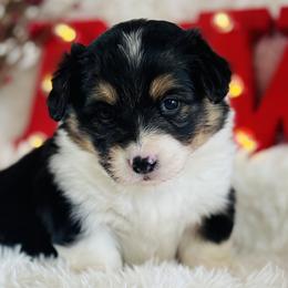 Coco - Black and tan female Pembroke Welsh Corgi puppy in Muldrow, Oklahoma from Dean’s Rustic Ranch Corgis and Horses