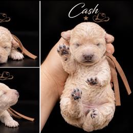 Cash - Cream male Poodle puppy in Live Oak, Florida from Grams Poodle Babies