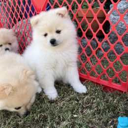 Pomeranian Puppies from Brumback Poms