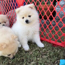 Pomeranian Puppies from Brumback Poms