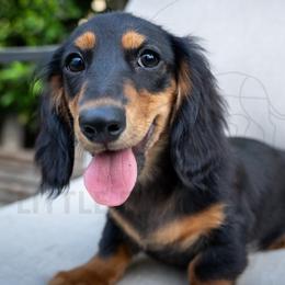 Ninja - Black and cream male Dachshund puppy in Temecula, California from Naomi Magee's Dachshund Kennel