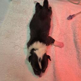 Boy 3 - Black and tan male Pembroke Welsh Corgi puppy in San Diego, California from San Diego Corgis